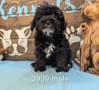 Yorkidoodle, a male Yorkipoo for sale in DeKalb, IL – 1 of 1