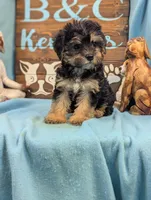 A DOLL ABLE, a female Bichon Frise and Yorkshire Terrier for sale in DeKalb, IL – 4 of 4