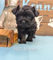 Schnoodle, a female Schnoodle for sale in DeKalb, IL – 1 of 1