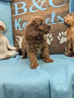 Cavadoo Cutie, a female Cavapoo for sale in DeKalb, IL – 4 of 4