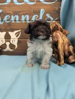 Schnoodle, a male Schnoodle for sale in DeKalb, IL – 4 of 5
