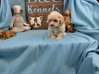 Princess Maltipoo, a female Maltipoo for sale in DeKalb, IL – 4 of 4