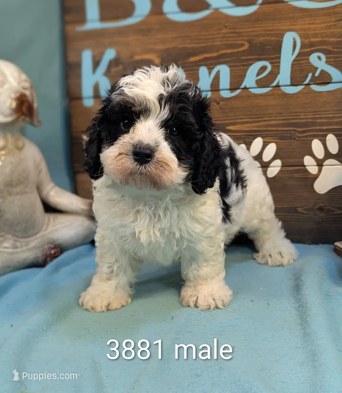 cava doodle – Cavapoo puppy for sale in DeKalb, IL