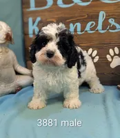 cava doodle, a male Cavapoo for sale in DeKalb, IL – 1 of 1
