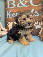 A DOLL ABLE, a male Bichon Frise and Yorkshire Terrier for sale in DeKalb, IL – 2 of 4