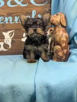 Mr Yorkie, a male Yorkshire Terrier for sale in DeKalb, IL – 3 of 3