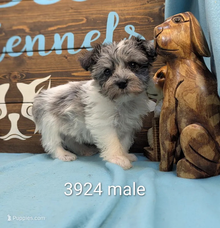 Schnoodle – Schnoodle puppy for sale in DeKalb, IL