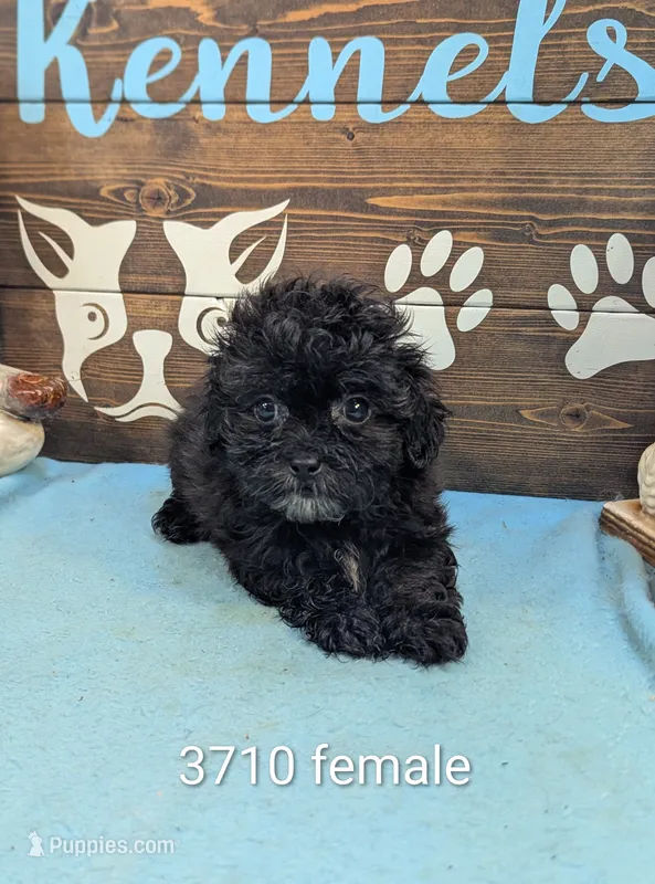 Tiny doo – Shihpoo puppy for sale in DeKalb, IL