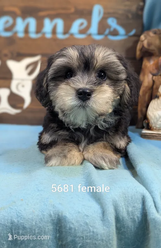 Dollface – Bichon Frise, Yorkshire Terrier puppy for sale in DeKalb, IL