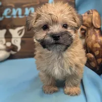 Mr Morkie, a male Morkie for sale in DeKalb, IL – Photo 2 of 3