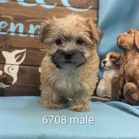 Mr Morkie, a male Morkie for sale in DeKalb, IL – Photo 1 of 3