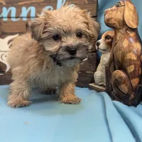 Mr Morkie, a male Morkie for sale in DeKalb, IL – Photo 3 of 3