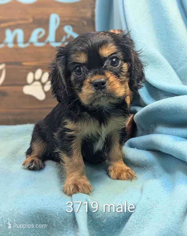 King Charles – Cavalier King Charles Spaniel puppy for sale in DeKalb, IL