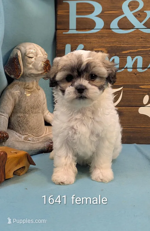 Play bear – Bichon Frise, Shih Tzu puppy for sale in DeKalb, IL