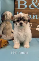 Play bear, a female Shichon for sale in DeKalb, IL – 1 of 3
