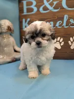 Play bear, a female Shichon for sale in DeKalb, IL – 2 of 3