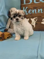 Play bear, a female Shichon for sale in DeKalb, IL – 3 of 3