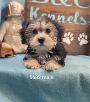 Dollface, a male Bichon Frise and Yorkshire Terrier for sale in DeKalb, IL – 1 of 1