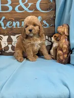Gold baby, a male Miniature Goldendoodle for sale in DeKalb, IL – 2 of 3