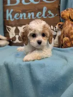 Cavadoodle, a female Cavapoo for sale in DeKalb, IL – 3 of 4