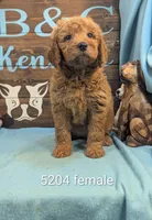 Mini Gld doodle, a female Miniature Goldendoodle for sale in DeKalb, IL – 1 of 1