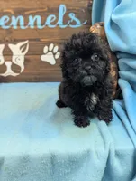 Tiny doo, a female Shih Tzu and Poodle - Toy  for sale in DeKalb, IL – 2 of 3