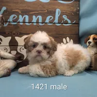 Teddybear, a male Bichon Frise and Shih Tzu for sale in DeKalb, IL – Photo 1 of 3
