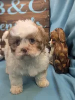 Teddybear, a male Bichon Frise and Shih Tzu for sale in DeKalb, IL – Photo 3 of 3