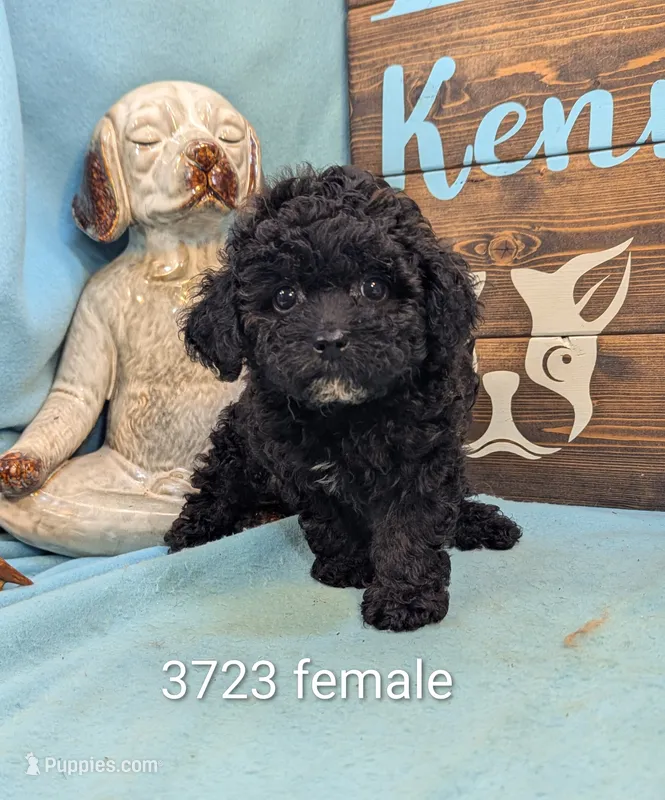 Mini poodle – Poodle - Miniature  puppy for sale in DeKalb, IL