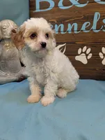Cavadoo Cutie, a male Cavapoo for sale in DeKalb, IL – 4 of 4