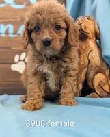 Cavadoo Cutie, a female Cavapoo for sale in DeKalb, IL – 1 of 1