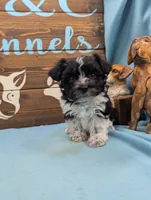 Schnoodle, a female Schnoodle for sale in DeKalb, IL – 3 of 4