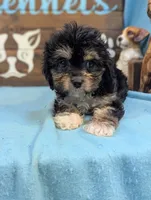 Cavadoodle, a female Cavapoo for sale in DeKalb, IL – 4 of 4