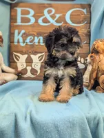 A DOLL ABLE, a female Bichon Frise and Yorkshire Terrier for sale in DeKalb, IL – 3 of 4