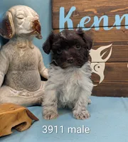 Schnoodle, a male Schnoodle for sale in DeKalb, IL – 1 of 1