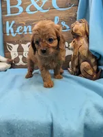 Cavadoo Cutie, a male Cavapoo for sale in DeKalb, IL – 2 of 3