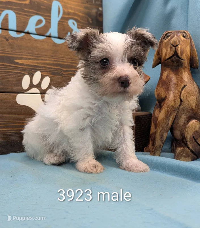 Schnoodle – Schnoodle puppy for sale in DeKalb, IL
