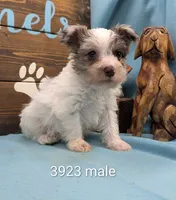 Schnoodle, a male Schnoodle for sale in DeKalb, IL – 1 of 1
