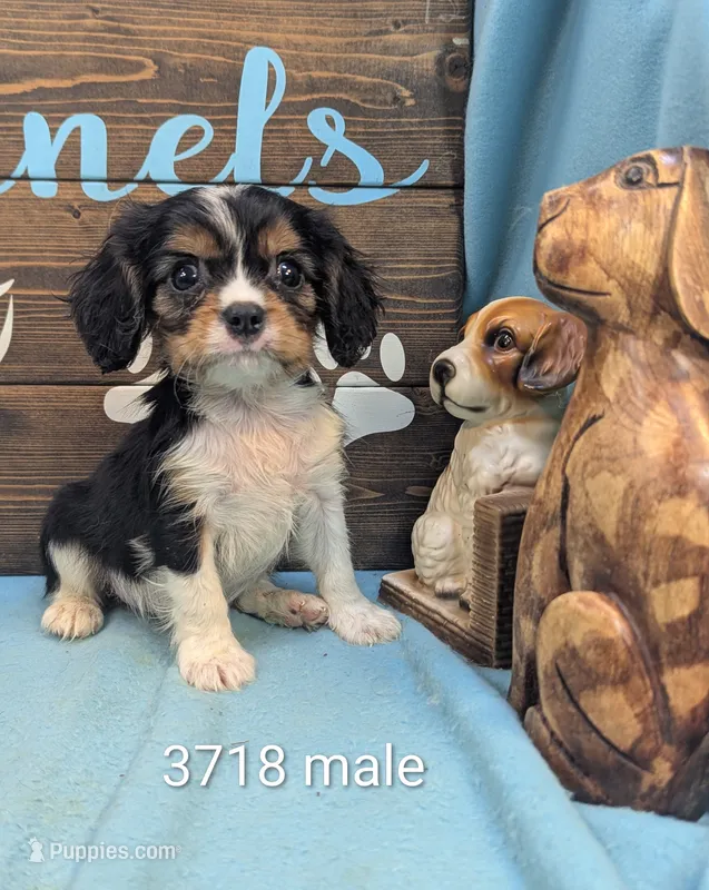 King Charles – Cavalier King Charles Spaniel puppy for sale in DeKalb, IL