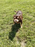 Chloe, a female Chihuahua for sale in Lakeland, FL – 3 of 3