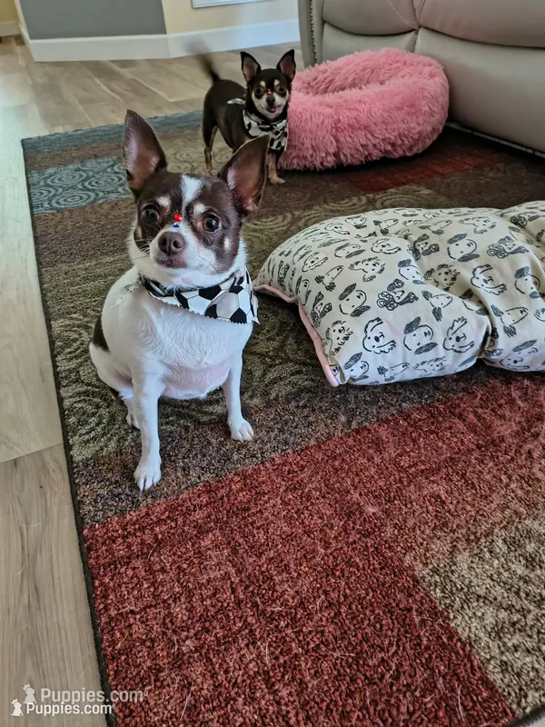 Chigui – Chihuahua puppy for sale in Lakeland, FL