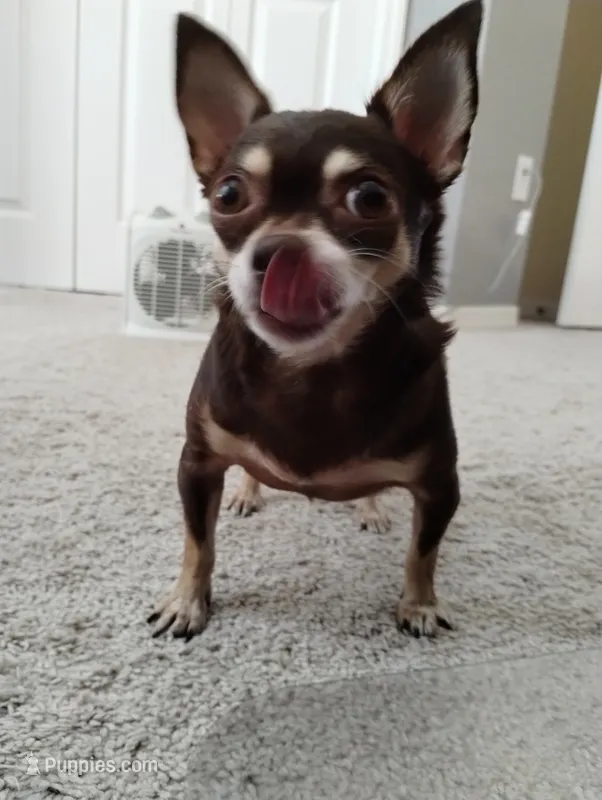 Chloe – Chihuahua puppy for sale in Lakeland, FL