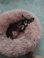 Chloe, a female Chihuahua for sale in Lakeland, FL – 2 of 3