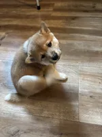 Female puppy 3, a female Shiba Inu for sale in Saint Cloud, MN – 2 of 2