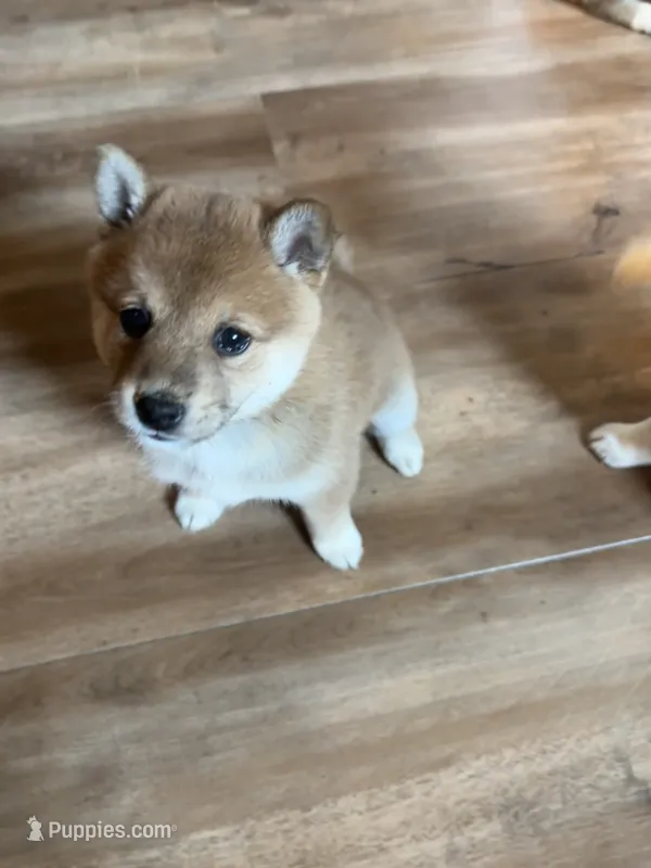 Female puppy 4 – Shiba Inu puppy for sale in Saint Cloud, MN