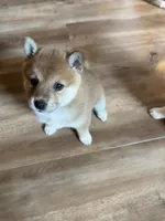 Female puppy 4, a female Shiba Inu for sale in Saint Cloud, MN – 1 of 2