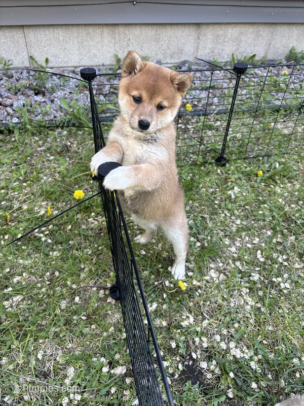 Female puppy 4 – Shiba Inu puppy for sale in Saint Cloud, MN