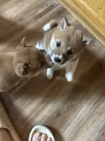 Female puppy 2, a female Shiba Inu for sale in Saint Cloud, MN – 2 of 3