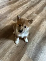 Female puppy 3, a female Shiba Inu for sale in Saint Cloud, MN – 1 of 2