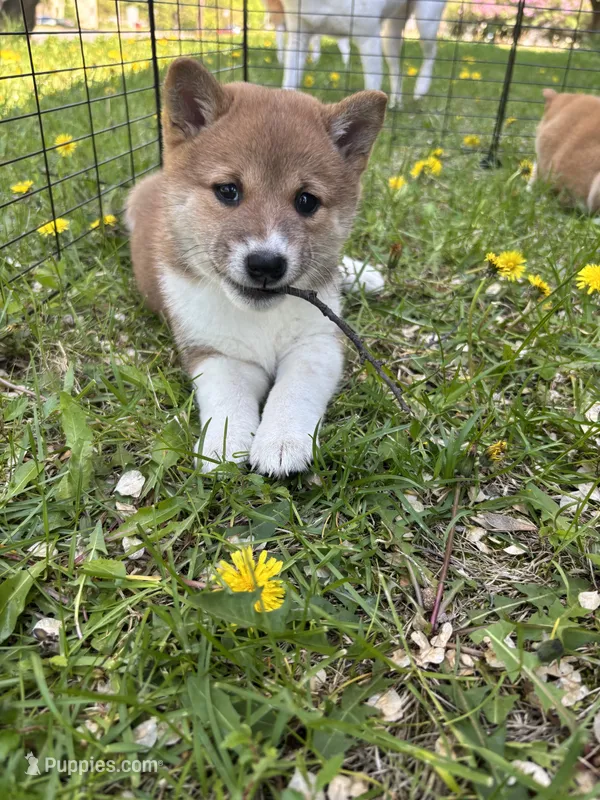 Female puppy 2 – Shiba Inu puppy for sale in Saint Cloud, MN